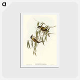アートポストカード-Black-throated Honey-eater
 - オーストラリアの鳥 Postcard.
