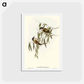 アートポストカード-Black-throated Honey-eater
 - オーストラリアの鳥 Postcard.