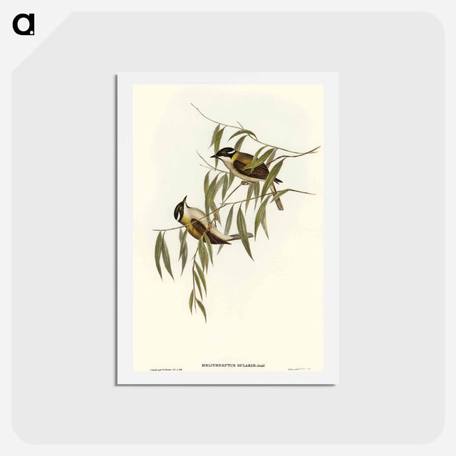 アートポストカード-Black-throated Honey-eater
 - オーストラリアの鳥 Postcard.