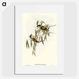 Black-throated Honey-eater
 - オーストラリアの鳥 Poster.