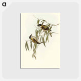 アートポストカード-Black-throated Honey-eater
 - オーストラリアの鳥 Postcard.