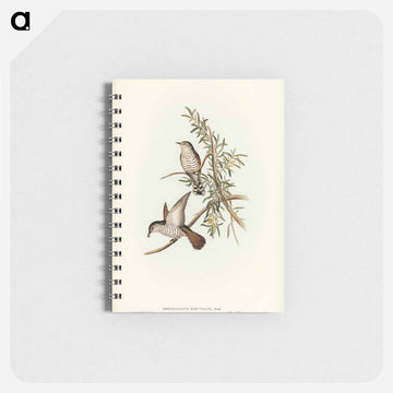 Little Cuckoo
 - ジョン グールド Memo.