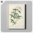 6-47_Pierre-Joseph-Redoute_canvas