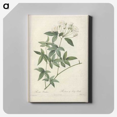 6-47_Pierre-Joseph-Redoute_canvas