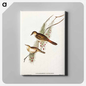 アートパネル-Rufous-tinted Songlark
 - オーストラリアの鳥 Canvas.
