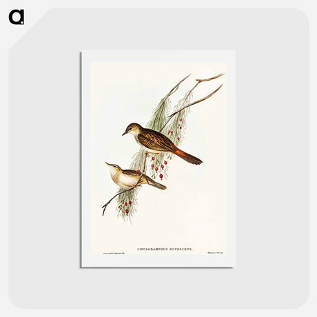 アートポストカード-Rufous-tinted Songlark
 - オーストラリアの鳥 Postcard.