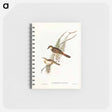 アートメモ帳-Rufous-tinted Songlark
 - オーストラリアの鳥 Memo.