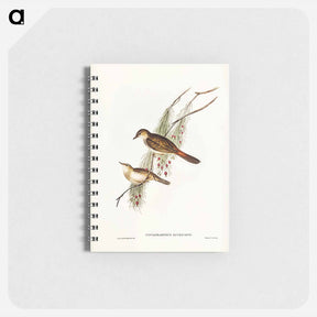 アートメモ帳-Rufous-tinted Songlark
 - オーストラリアの鳥 Memo.