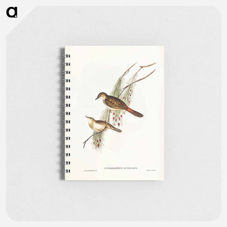 アートメモ帳-Rufous-tinted Songlark
 - オーストラリアの鳥 Memo.