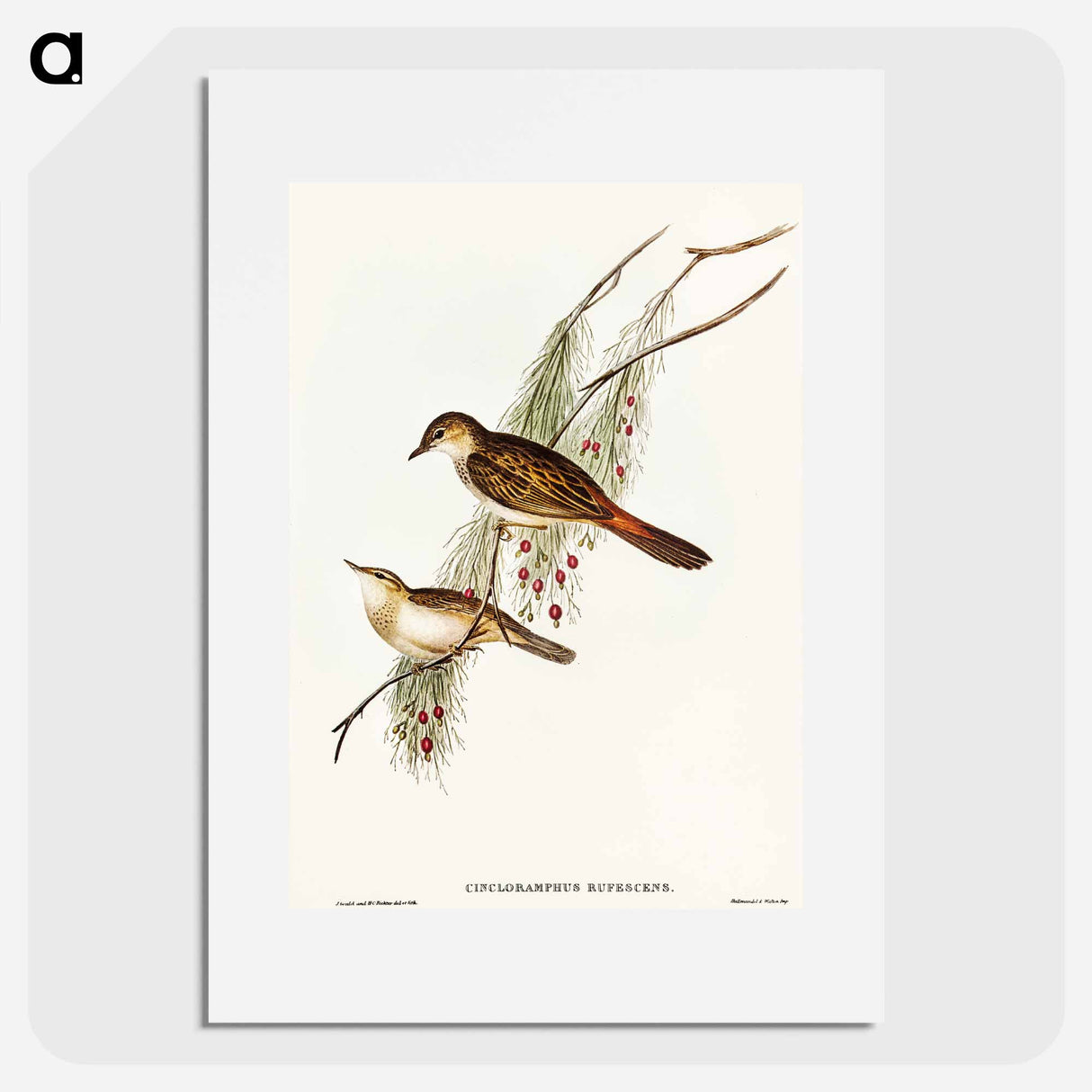 Rufous-tinted Songlark
 - オーストラリアの鳥 Poster.