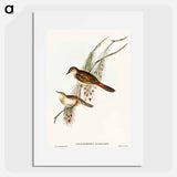 Rufous-tinted Songlark
 - オーストラリアの鳥 Poster.