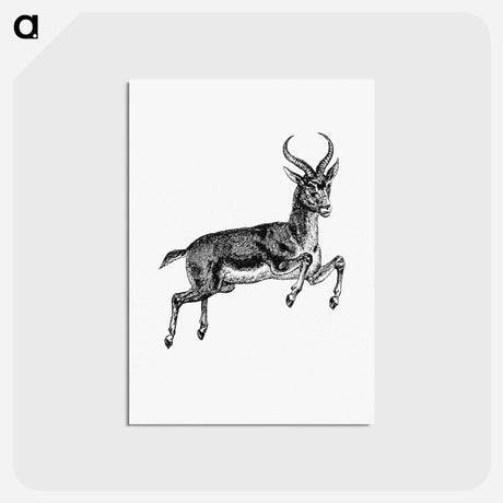 アートポストカード-Buck Deer from Portuguese Expedition to Muatianvua
 - 大英図書館 Postcard.