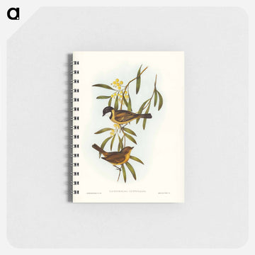 Guttural Pachycephala
 - ジョン グールド Memo.