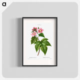 purple flowering raspberry - Pierre Joseph Redouté Poster.