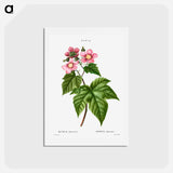 アートポストカード-purple flowering raspberry - ピエール ジョゼフ ルドゥーテ Postcard.