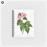 purple flowering raspberry - ピエール ジョゼフ ルドゥーテ Memo.