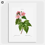 purple flowering raspberry - Pierre Joseph Redouté Poster.