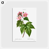アートポストカード-purple flowering raspberry - ピエール ジョゼフ ルドゥーテ Postcard.