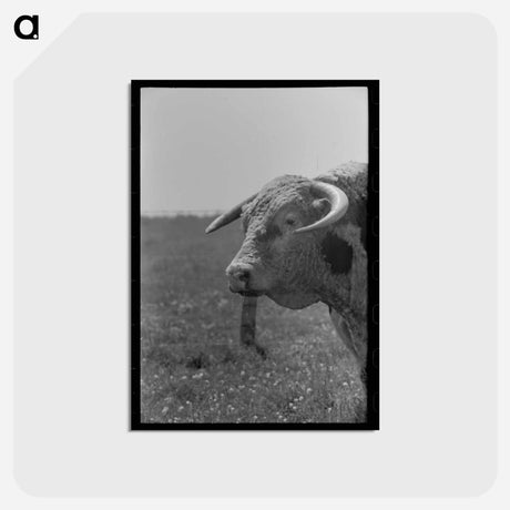 アートポストカード-Bull's Head, Cruzen Ranch
 - ラッセル リー Postcard.