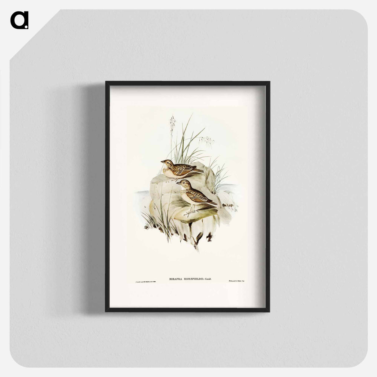 Horsfield's Mirafra
 - オーストラリアの鳥 Poster.