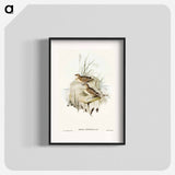 Horsfield's Mirafra
 - オーストラリアの鳥 Poster.