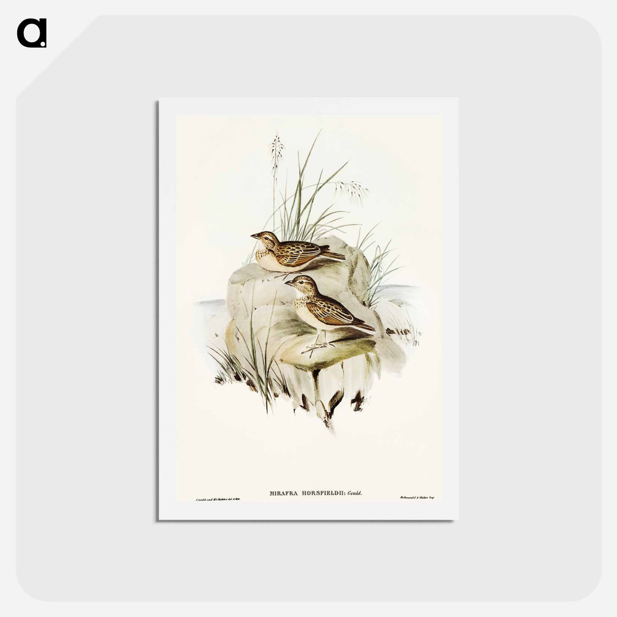 アートポストカード-Horsfield's Mirafra
 - オーストラリアの鳥 Postcard.