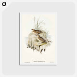 アートポストカード-Horsfield's Mirafra
 - オーストラリアの鳥 Postcard.