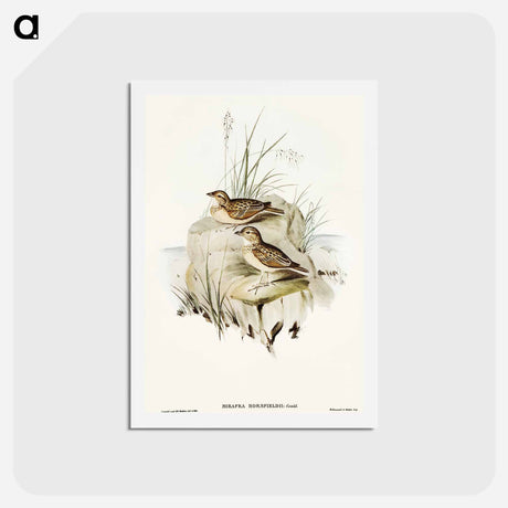 アートポストカード-Horsfield's Mirafra
 - オーストラリアの鳥 Postcard.