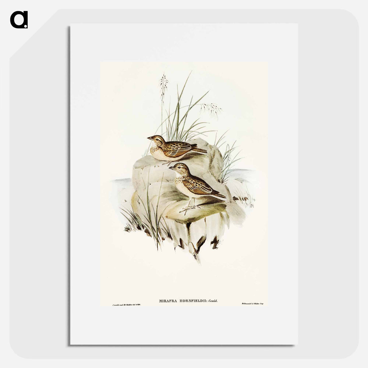 Horsfield's Mirafra
 - オーストラリアの鳥 Poster.