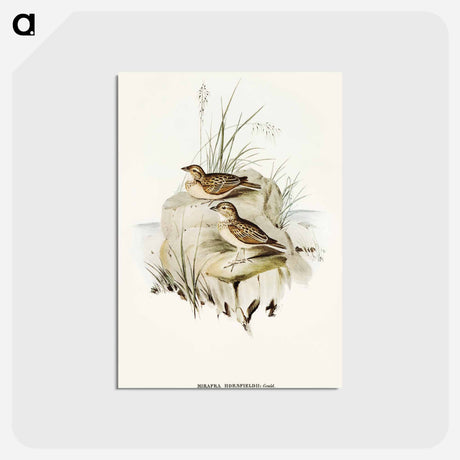 アートポストカード-Horsfield's Mirafra
 - オーストラリアの鳥 Postcard.