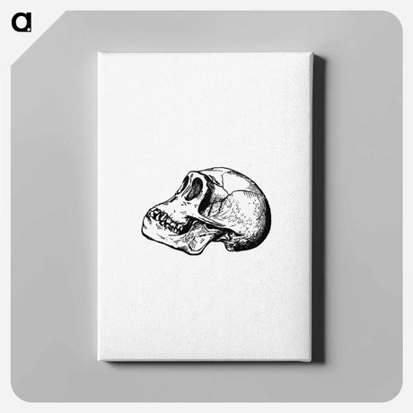 アートパネル-Skull from Voyages and Adventures in Equatorial Africa
 - 大英図書館 Canvas.