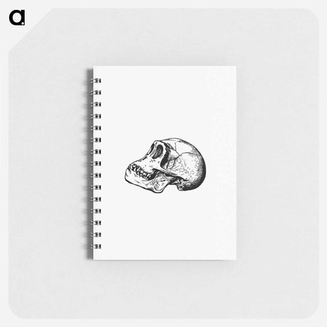 アートメモ帳-Skull from Voyages and Adventures in Equatorial Africa
 - 大英図書館 Memo.