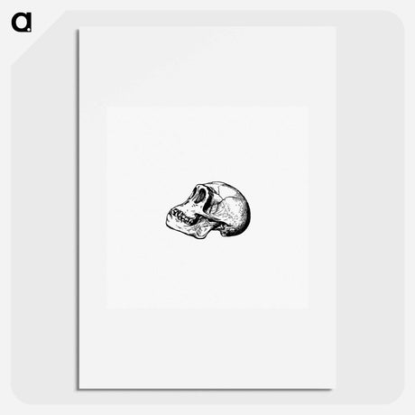 アートポスター-Skull from Voyages and Adventures in Equatorial Africa
 - 大英図書館 Poster.