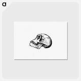 アートポストカード-Skull from Voyages and Adventures in Equatorial Africa
 - 大英図書館 Postcard.