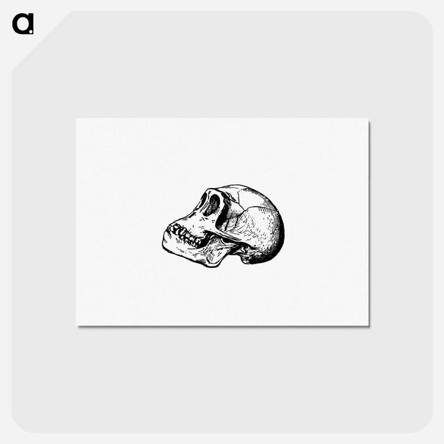アートポストカード-Skull from Voyages and Adventures in Equatorial Africa
 - 大英図書館 Postcard.
