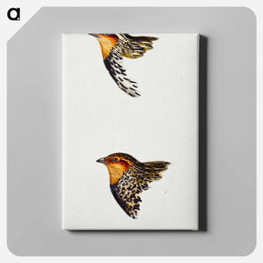 アートパネル-Australian and New Zealand Quail
 - ジョン グールド Canvas.