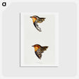 アートポストカード-Australian and New Zealand Quail
 - ジョン グールド Postcard.