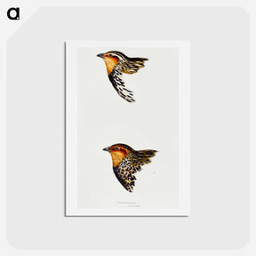 アートポストカード-Australian and New Zealand Quail
 - ジョン グールド Postcard.