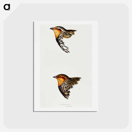 アートポストカード-Australian and New Zealand Quail
 - ジョン グールド Postcard.
