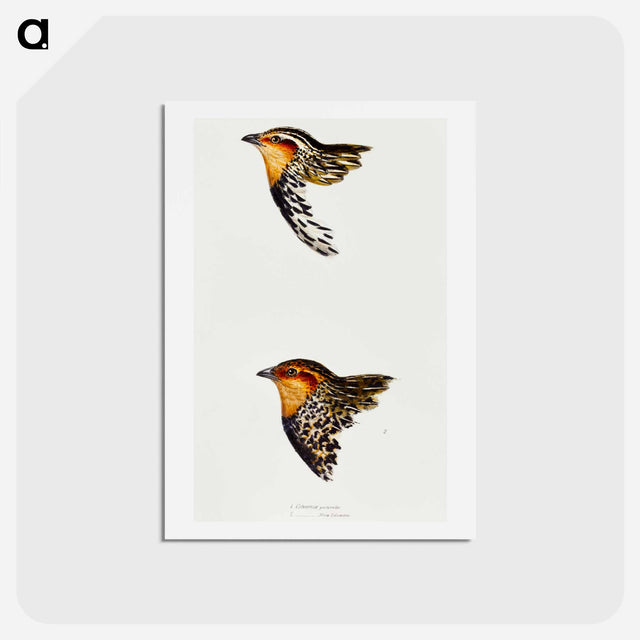アートポストカード-Australian and New Zealand Quail
 - ジョン グールド Postcard.