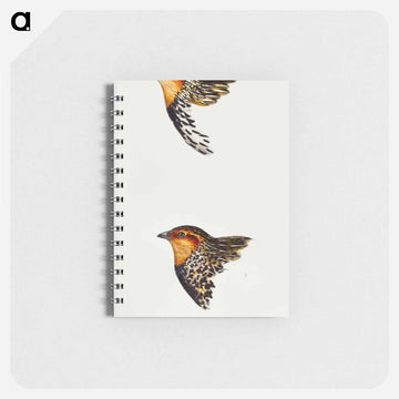 Australian and New Zealand Quail
 - ジョン グールド Memo.