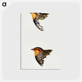 アートポストカード-Australian and New Zealand Quail
 - ジョン グールド Postcard.