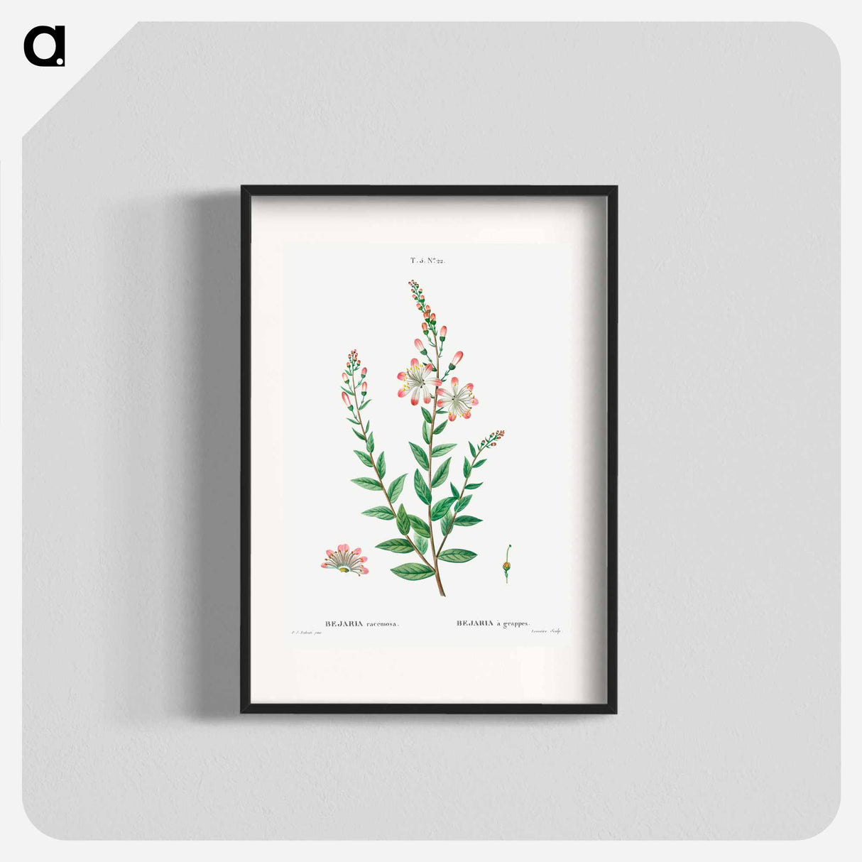 Tarflower, Bejaria racemosa - ピエール ジョゼフ ルドゥーテ Poster.