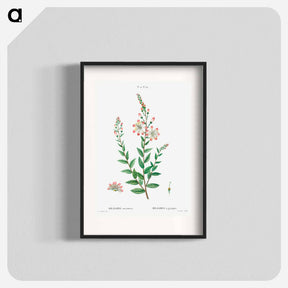 アートポスター-Tarflower, Bejaria racemosa - ピエール ジョゼフ ルドゥーテ Poster.