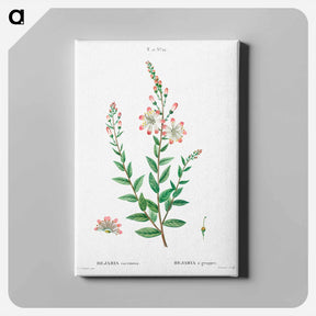 アートパネル-Tarflower, Bejaria racemosa - ピエール ジョゼフ ルドゥーテ Canvas.