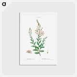 アートポストカード-Tarflower, Bejaria racemosa - ピエール ジョゼフ ルドゥーテ Postcard.