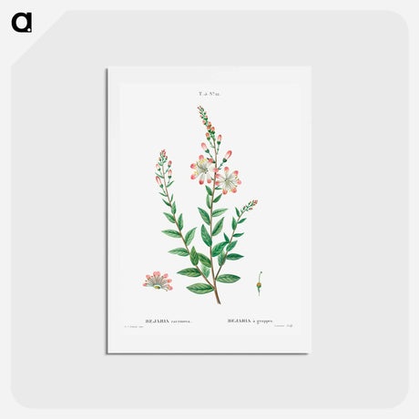 アートポストカード-Tarflower, Bejaria racemosa - ピエール ジョゼフ ルドゥーテ Postcard.