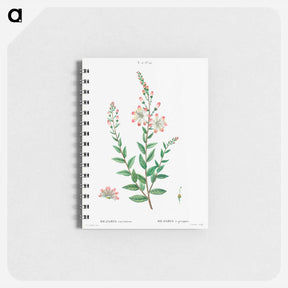 アートメモ帳-Tarflower, Bejaria racemosa - ピエール ジョゼフ ルドゥーテ Memo.
