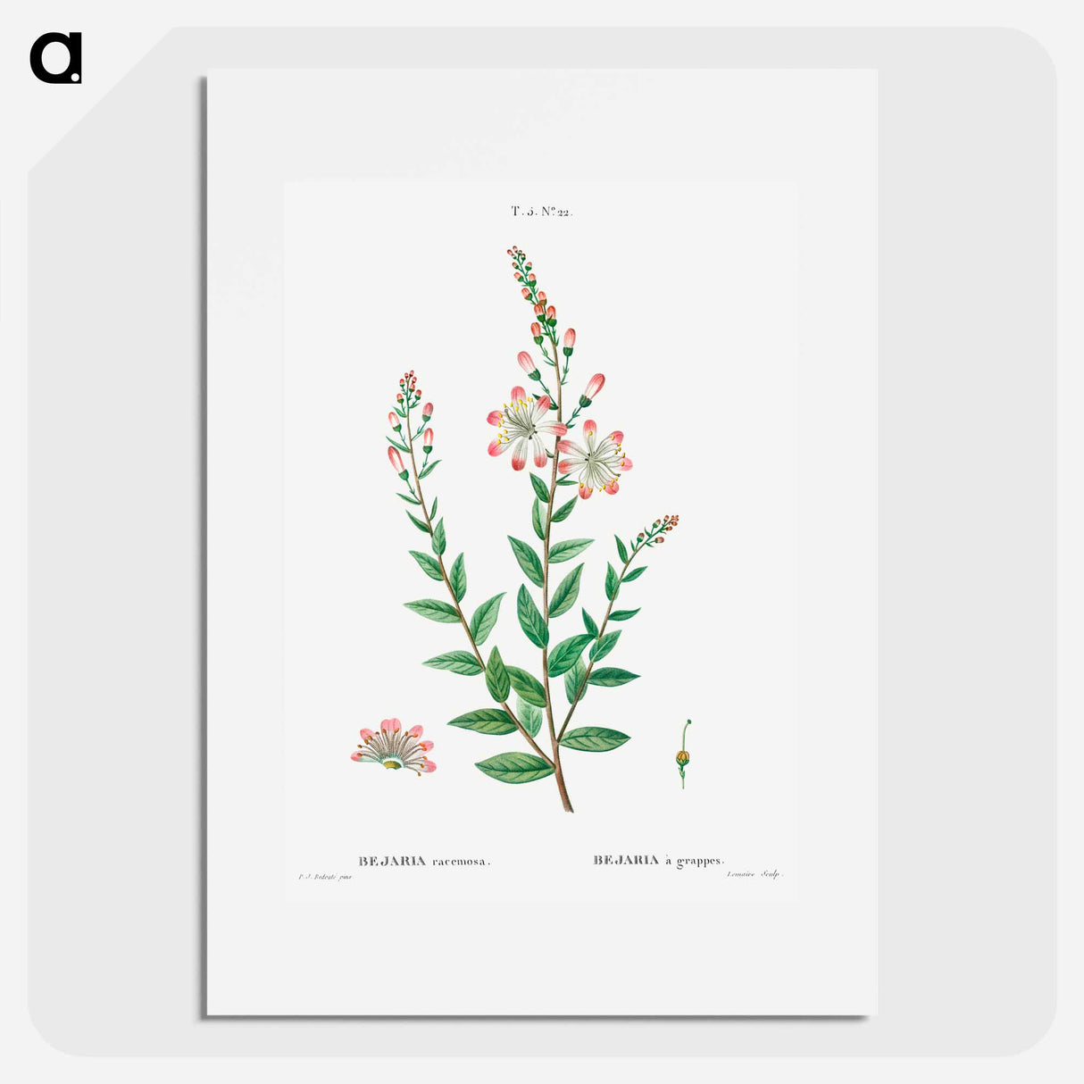 Tarflower, Bejaria racemosa - Pierre Joseph Redouté Poster.