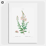Tarflower, Bejaria racemosa - Pierre Joseph Redouté Poster.